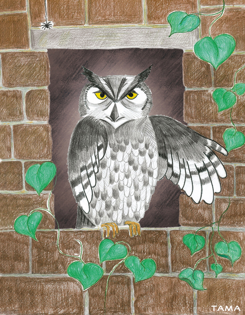 l'hibou illustration traditionelle pour le livre Astray for a Day