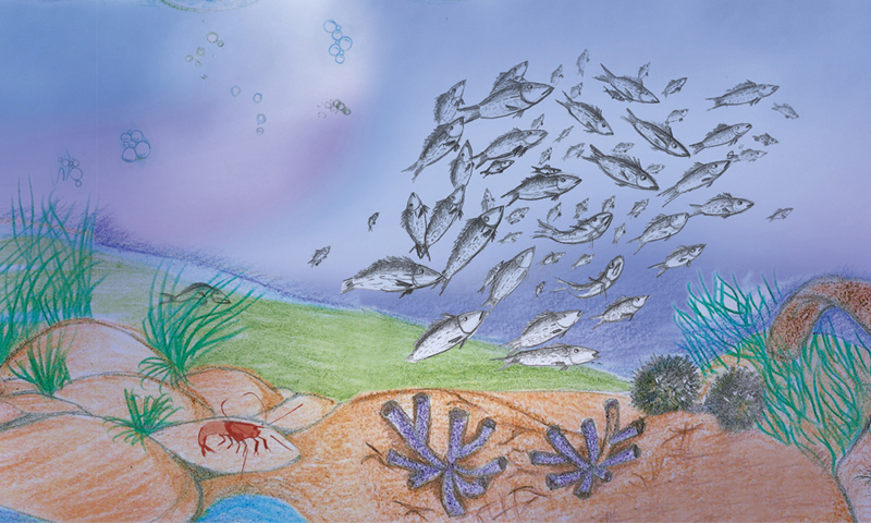 detail des poissons illustration traditionelle pour le livre Sunny Kingfisher